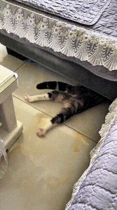 乖乖嘞，俺家这猫真是胆小出了名。
家里一来客人，还没进门哩，滋溜一下就钻沙发底下