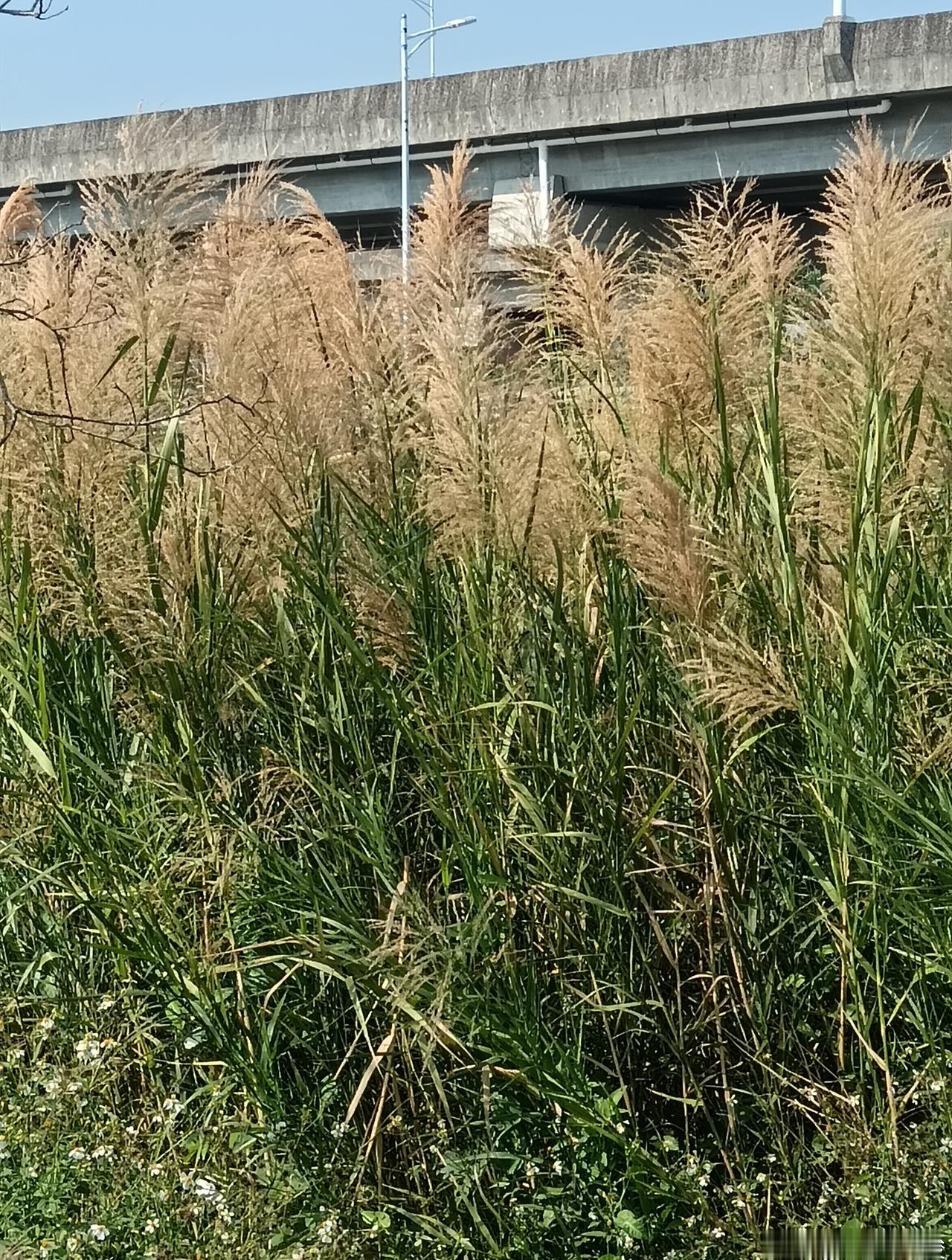 冬日暖阳，正是出行好时光。今天中午，我驱车到中山市翠享快线旁边的河涌处，观赏绽放