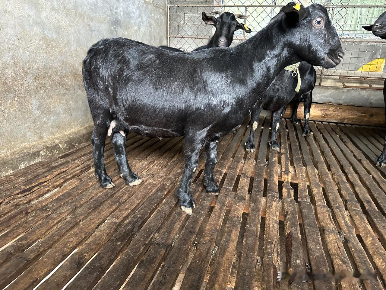 还会让母羊发情紊乱，下次配种困难，严重损伤母羊体质，后续受孕率、产羔率都会大幅下