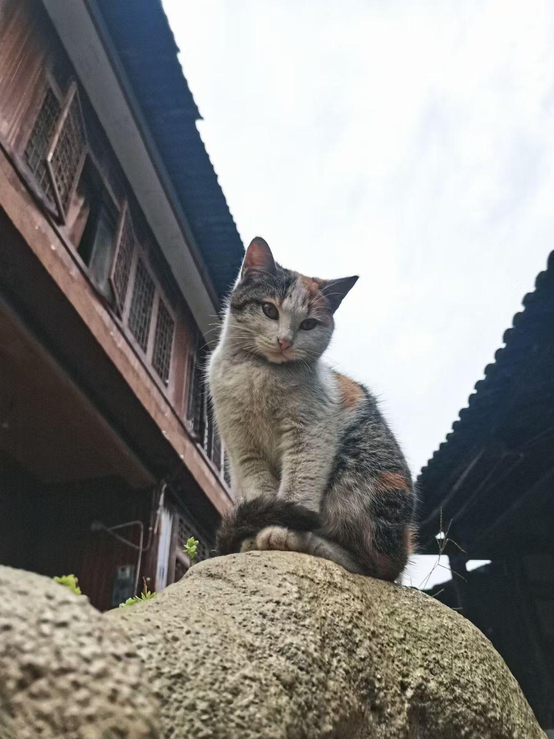 天南地北大拜年可爱的喵喵！