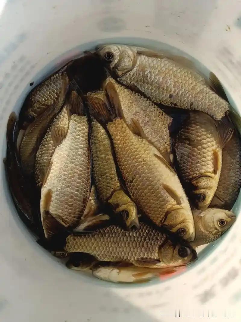 有一天我骑电动车，在卖野生小鲫鱼的那些摊路过，问:几块钱一斤？

那人回答:15