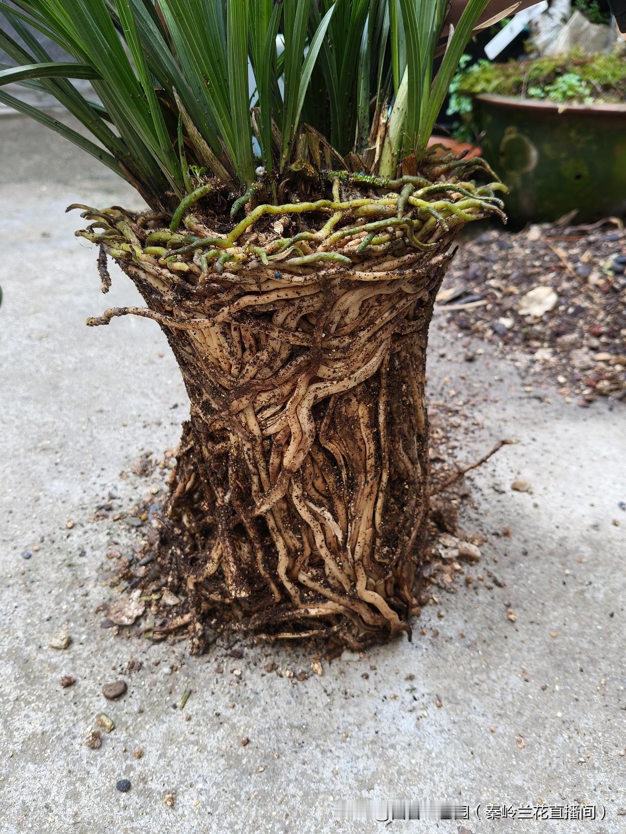 花盆不透气可以养兰花吗熟料盆腐叶土加石子