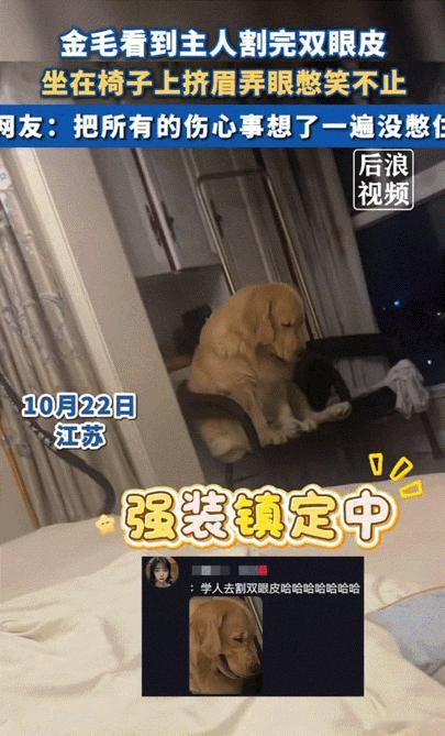 万物皆有灵性！江苏，当狗狗看到主人割完双眼皮后，坐在椅子上不敢直视主人，还挤眉弄