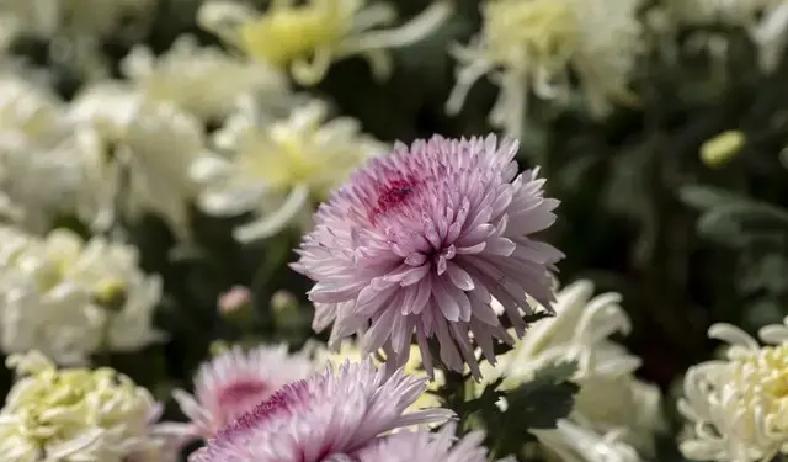 63岁的老头儿一到过年就心里发慌，家里的冷清劲儿让他喘不过气来。

小时候过年多