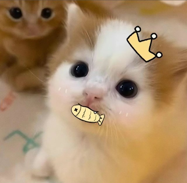 可爱头像  ‖  小猫  ‖  萌宠   ‖    头像分享‖WeChat 