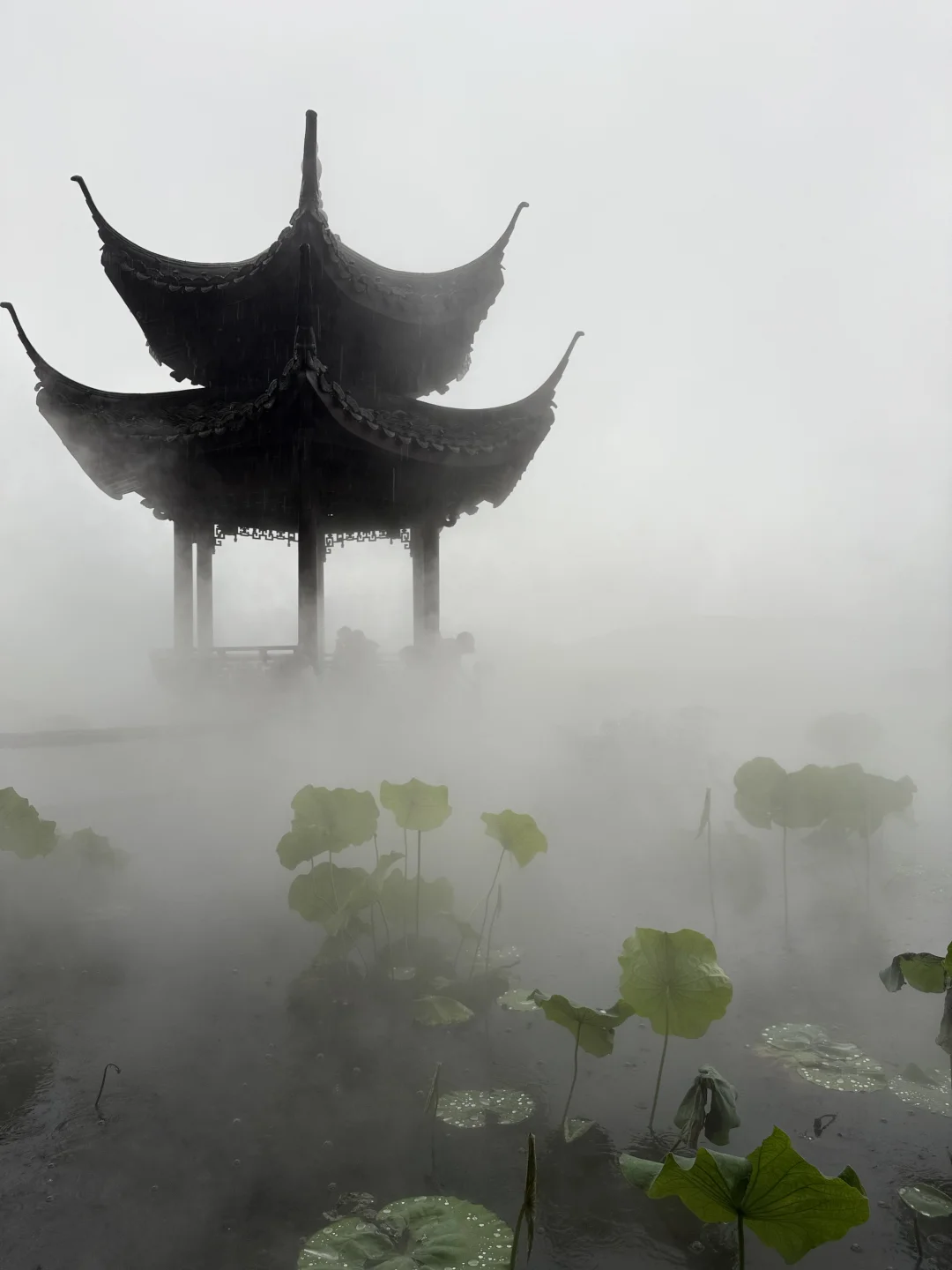 晴西湖不如雨西湖❗️附赏荷路线‼️