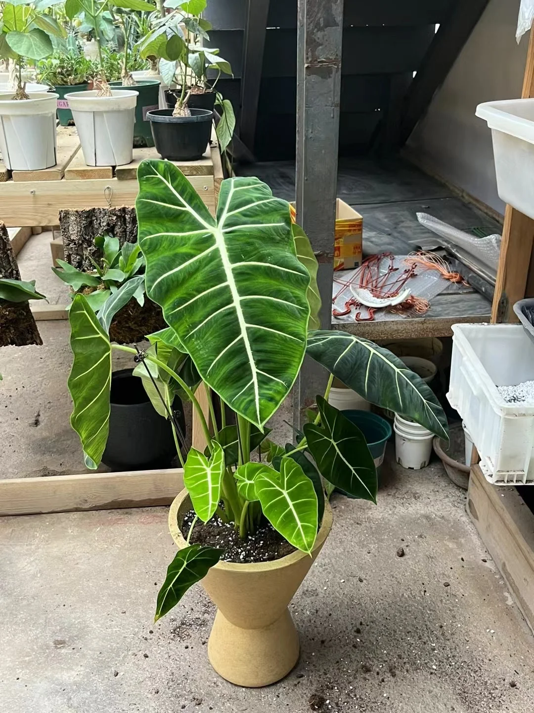 震惊！这么大的绿天鹅海芋只要50！