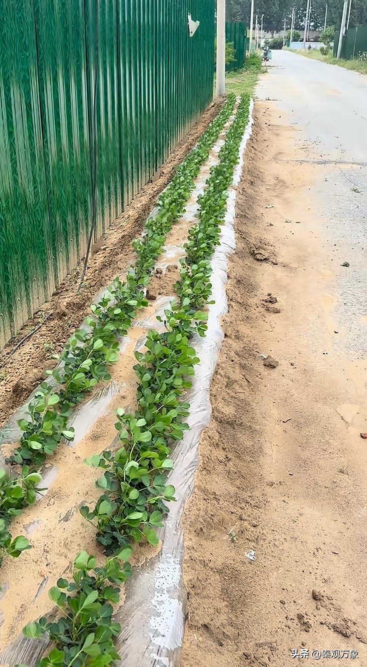 都说城里不好混， 想回农村，你先来看看这个是啥植物，是黄瓜苗还是土豆苗？