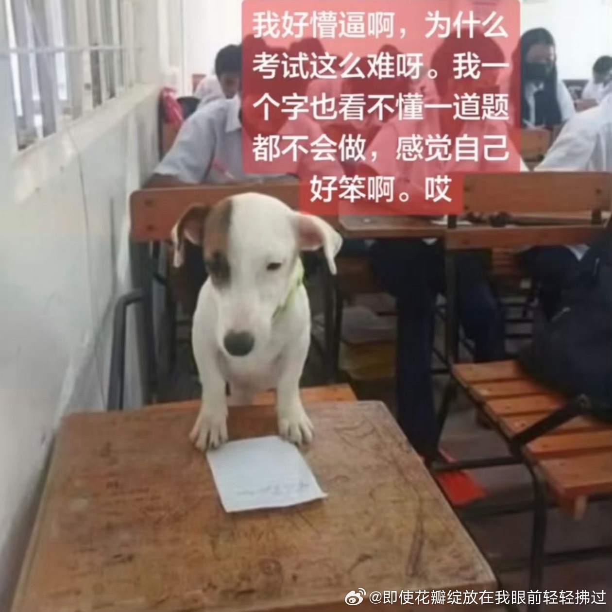 分享图片 