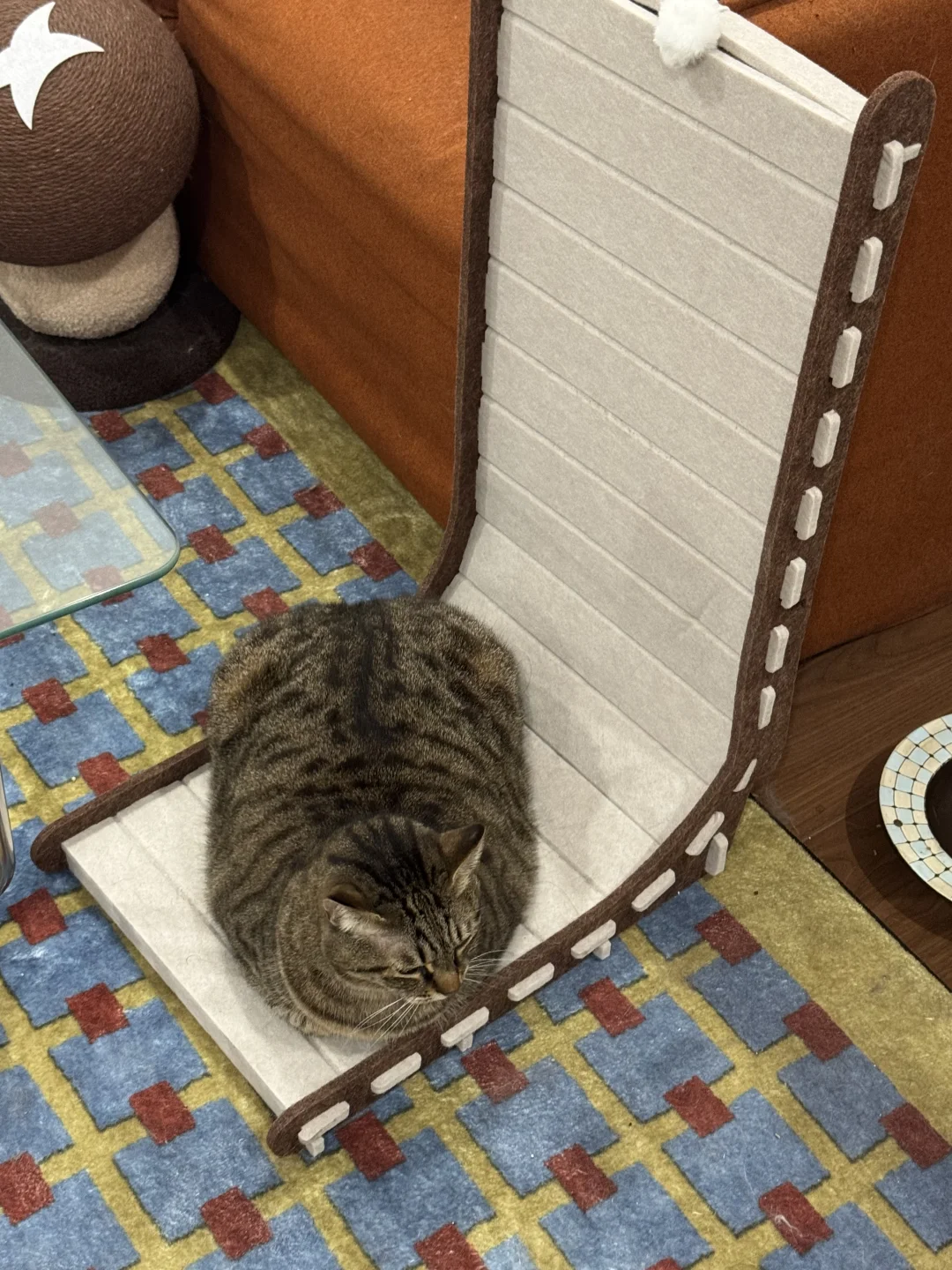 宝宝 你是个猫咪巴士🚌