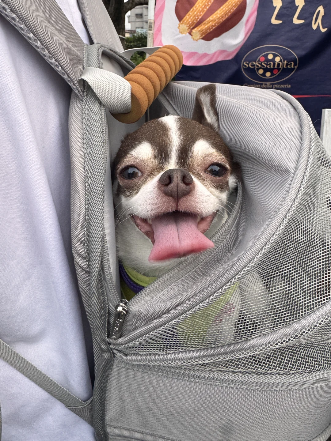 吉娃娃的日常｜出门遛狗啦