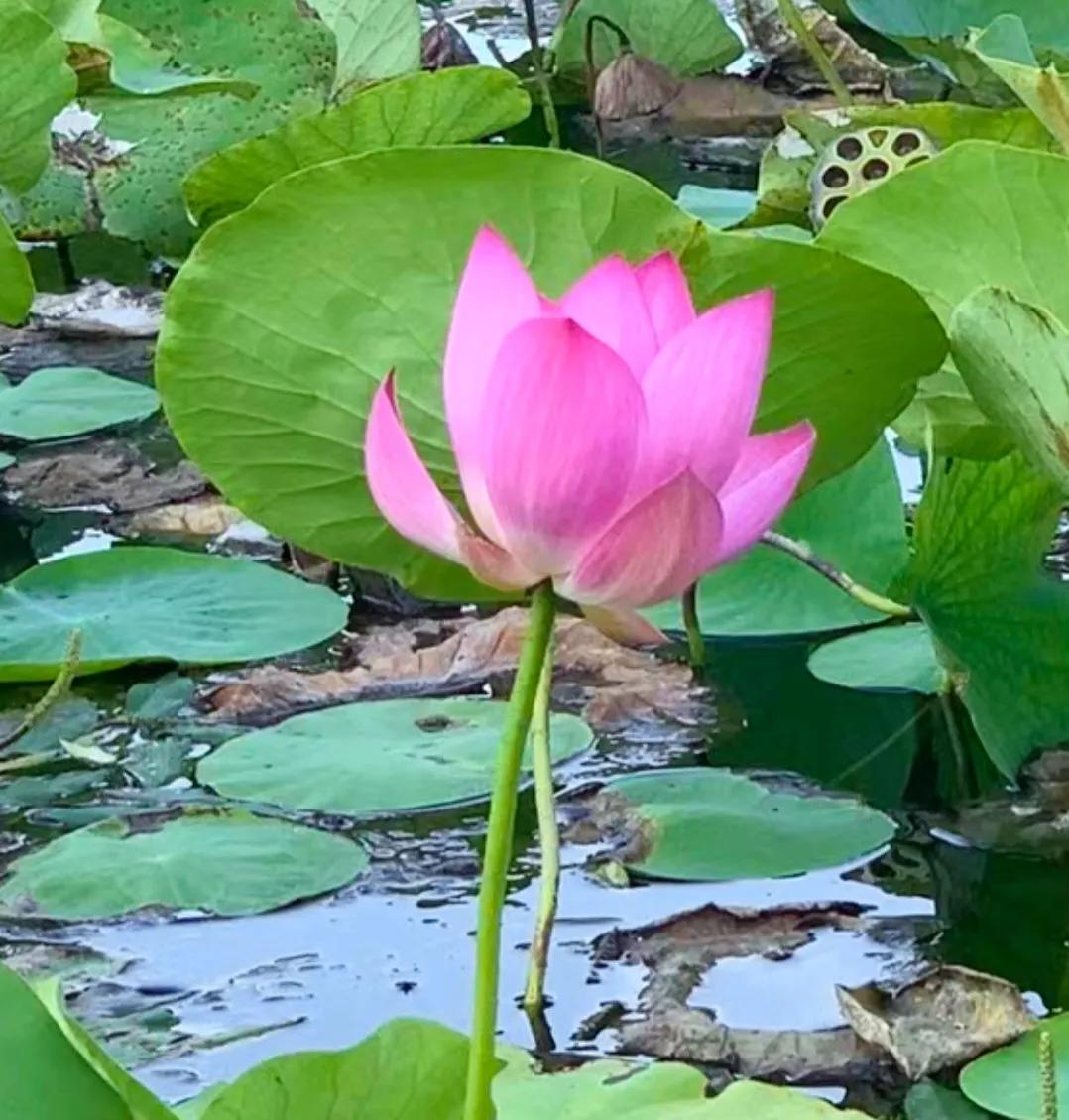 #出门去踏秋#
今天早晨去龙潭湖公园散步，湖里的荷已现枯萎的样子了，内心竟然有丝