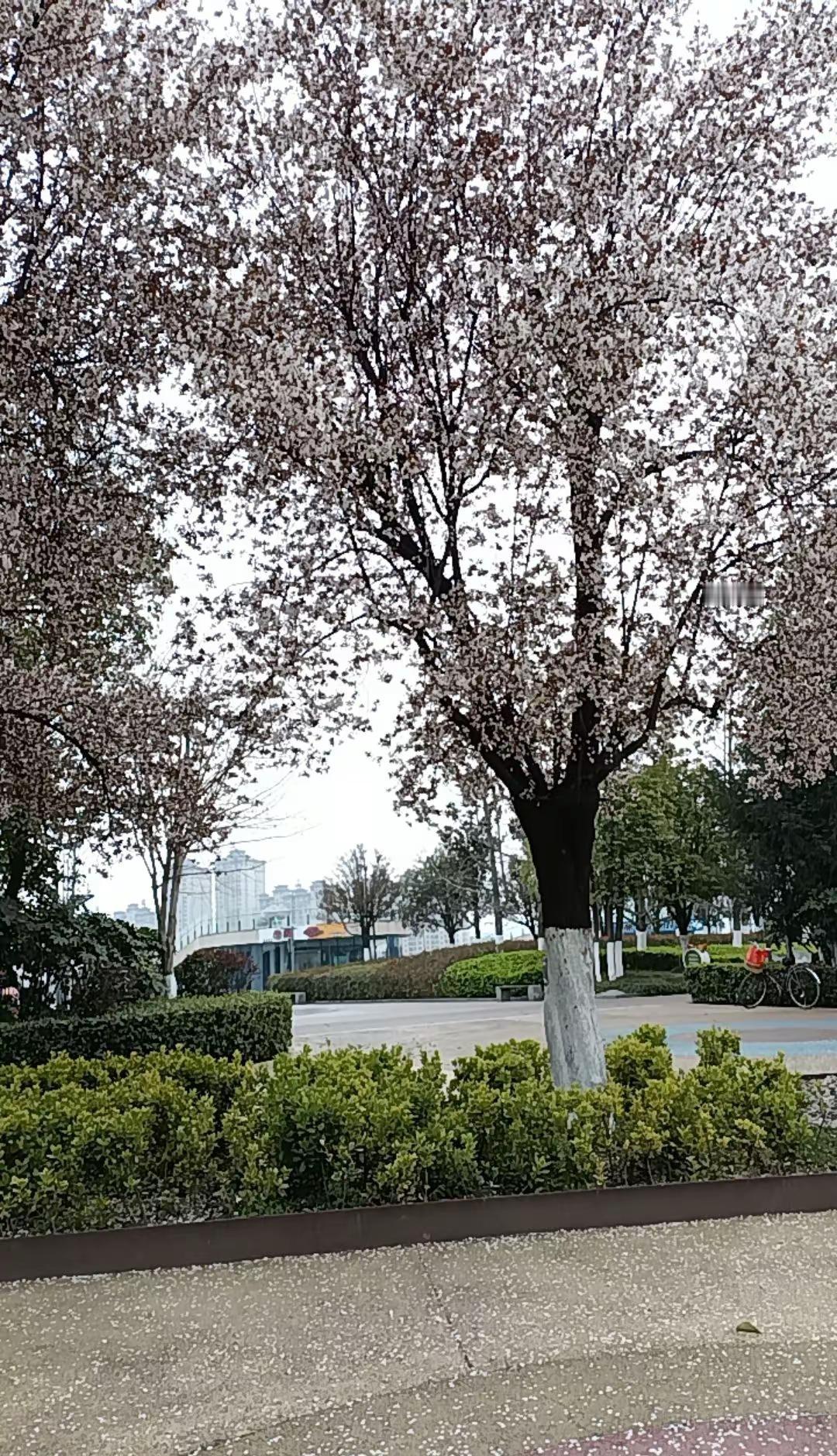 还是咱们家乡美🍄🍄🌻🌻