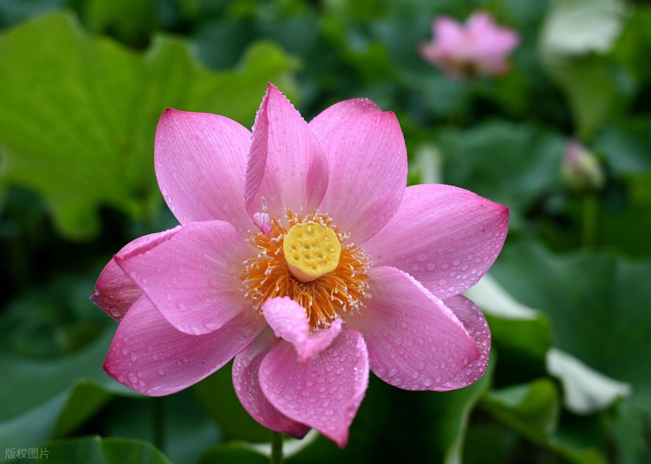 做一个安静细微的人，于角落里自在开放，默默悦人，却始终不引起过分热闹的关注，保有