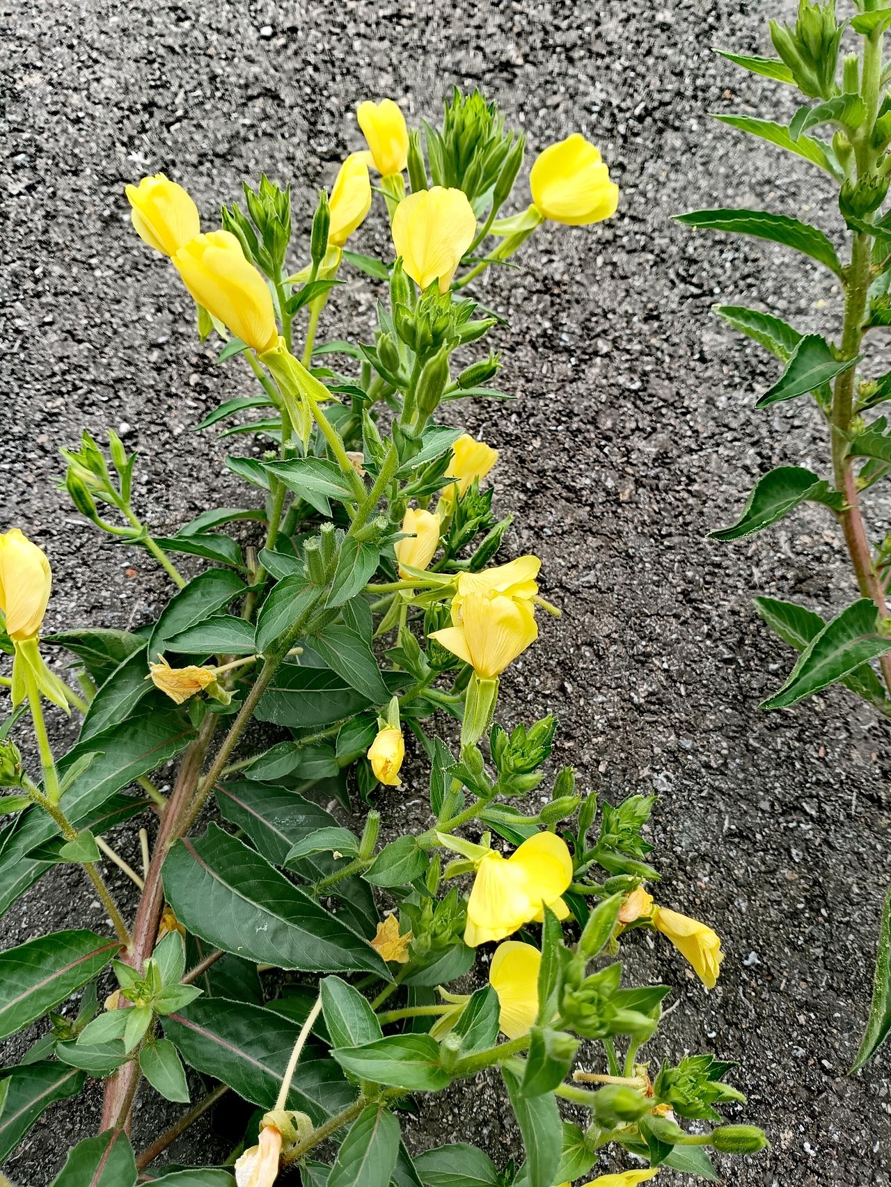 沥青路旁的月见草蓬勃生长，金黄小花挨次绽放，在粗粝环境里绽放独有的生机与温柔。