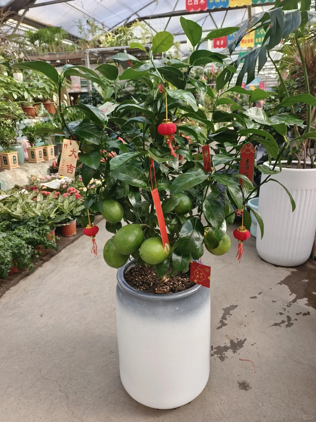 香水柠檬树🍋挂果多🍋招财果蔬