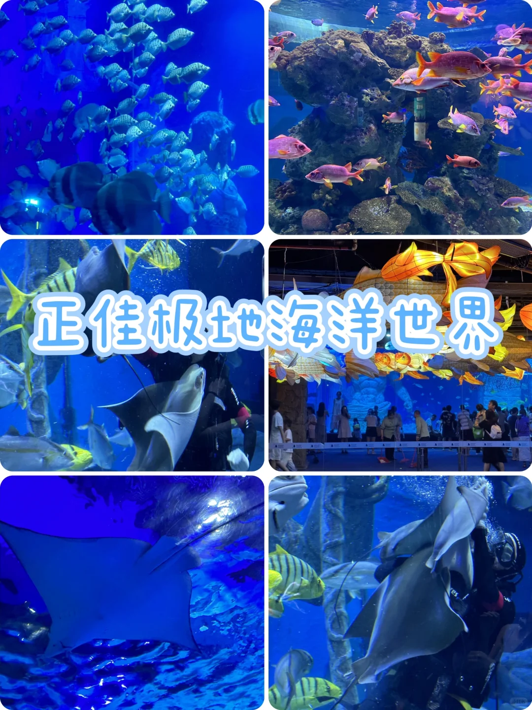 😍哇塞！正佳极地海洋世界也太惊艳了！
