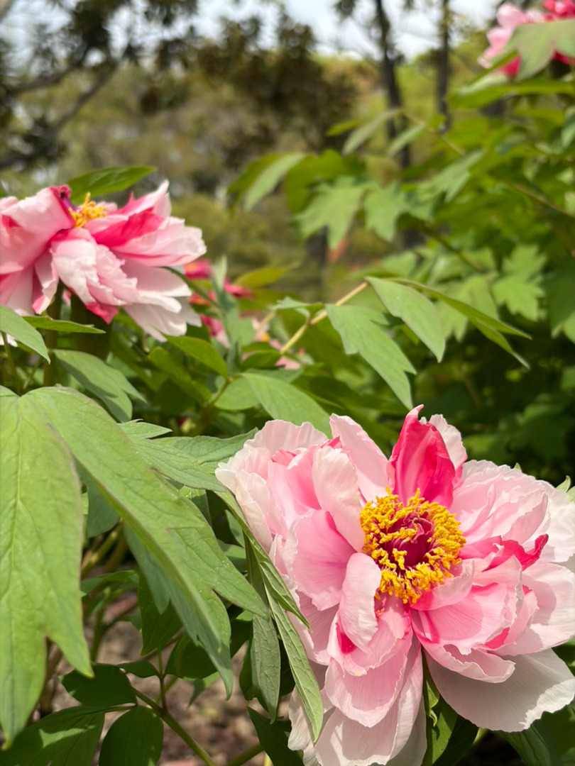 公园里的牡丹开的真好啊！国色天香！ 