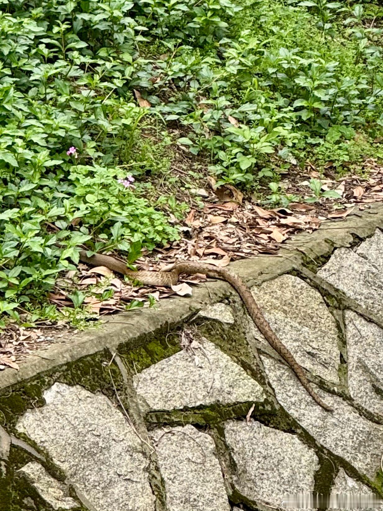 博物杂志 这是什么🐍求鉴定 厦门