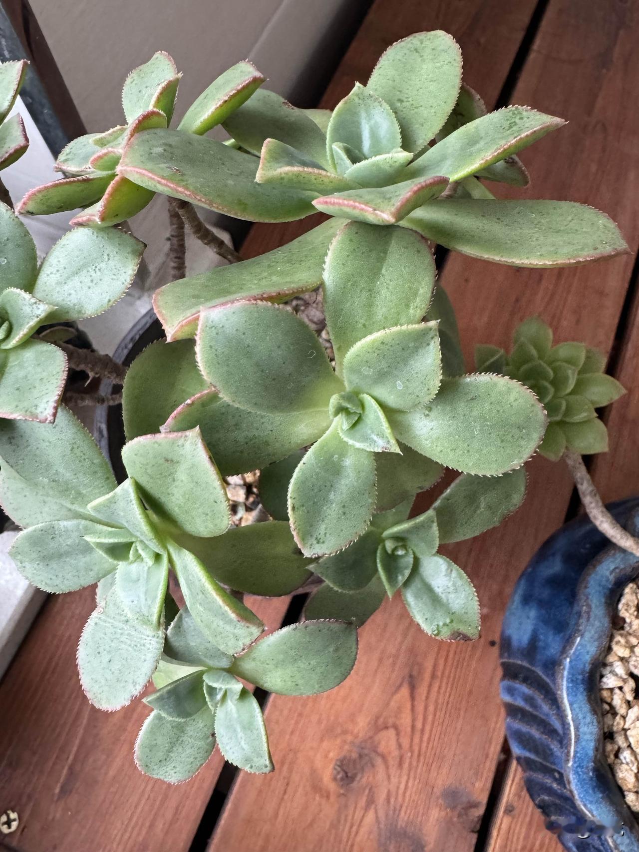 艳日辉这颗法师类多肉，真是我的心头好！我就这一棵法师多肉，它上状态的时候那叫一个