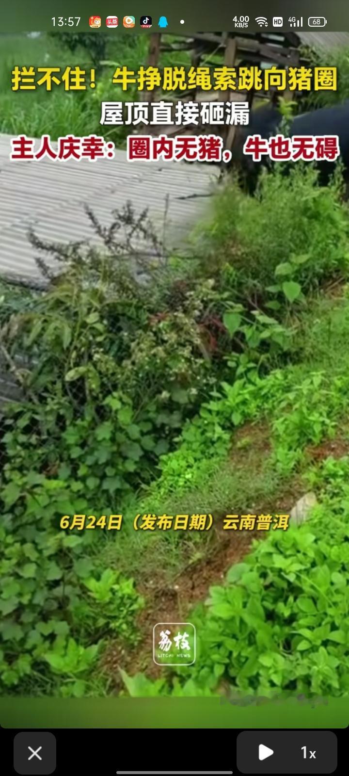 近日，普洱市澜沧县。网友发视频称，牛挣脱绳索后跳进猪圈，屋顶直接砸漏，父亲拦也拦
