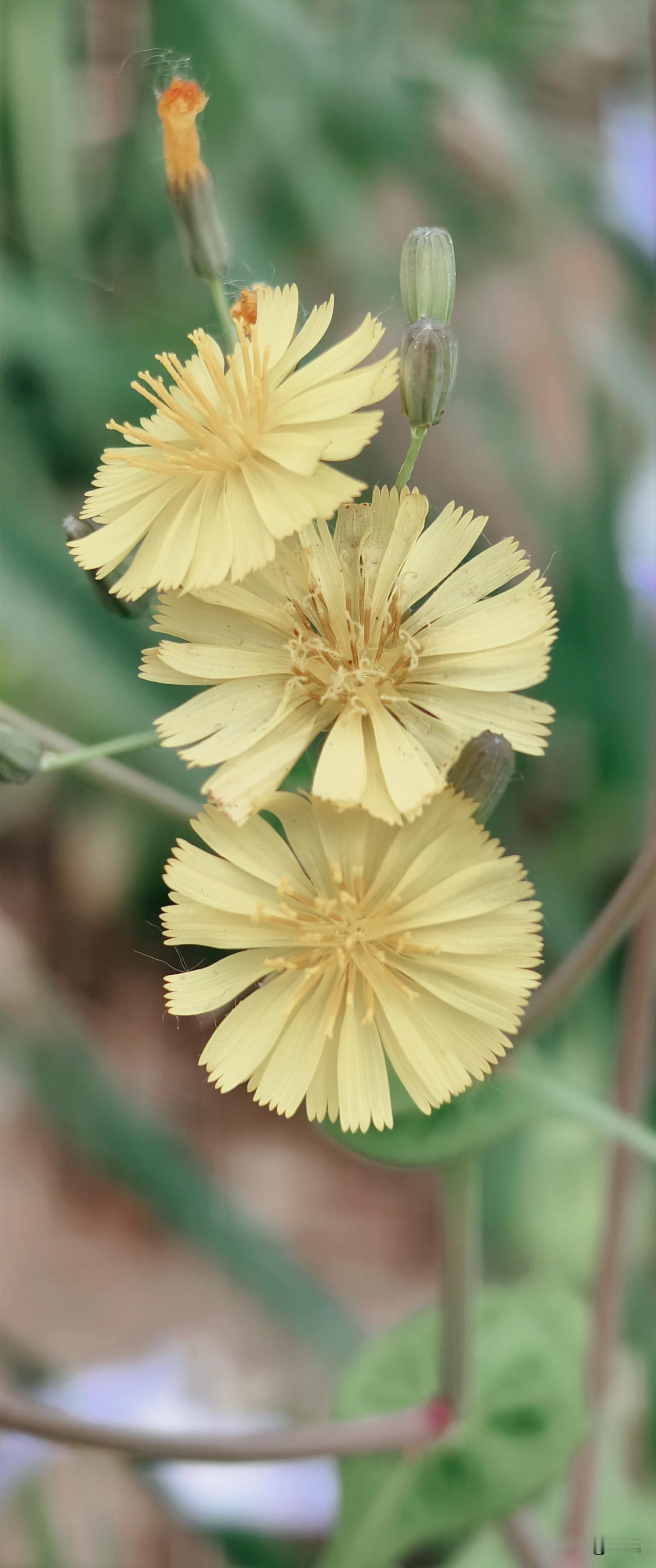 分享一张你拍的花，什么花都行路边随手拍的的花，猜一猜这是什么花？