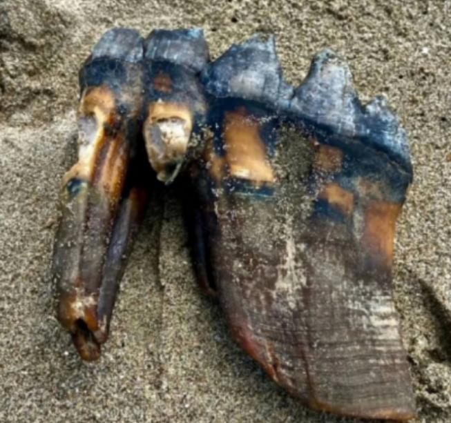 2019年，美国两名女子，正在加州海滩上散步。突然，一女子大喊：“快看！你脚下是