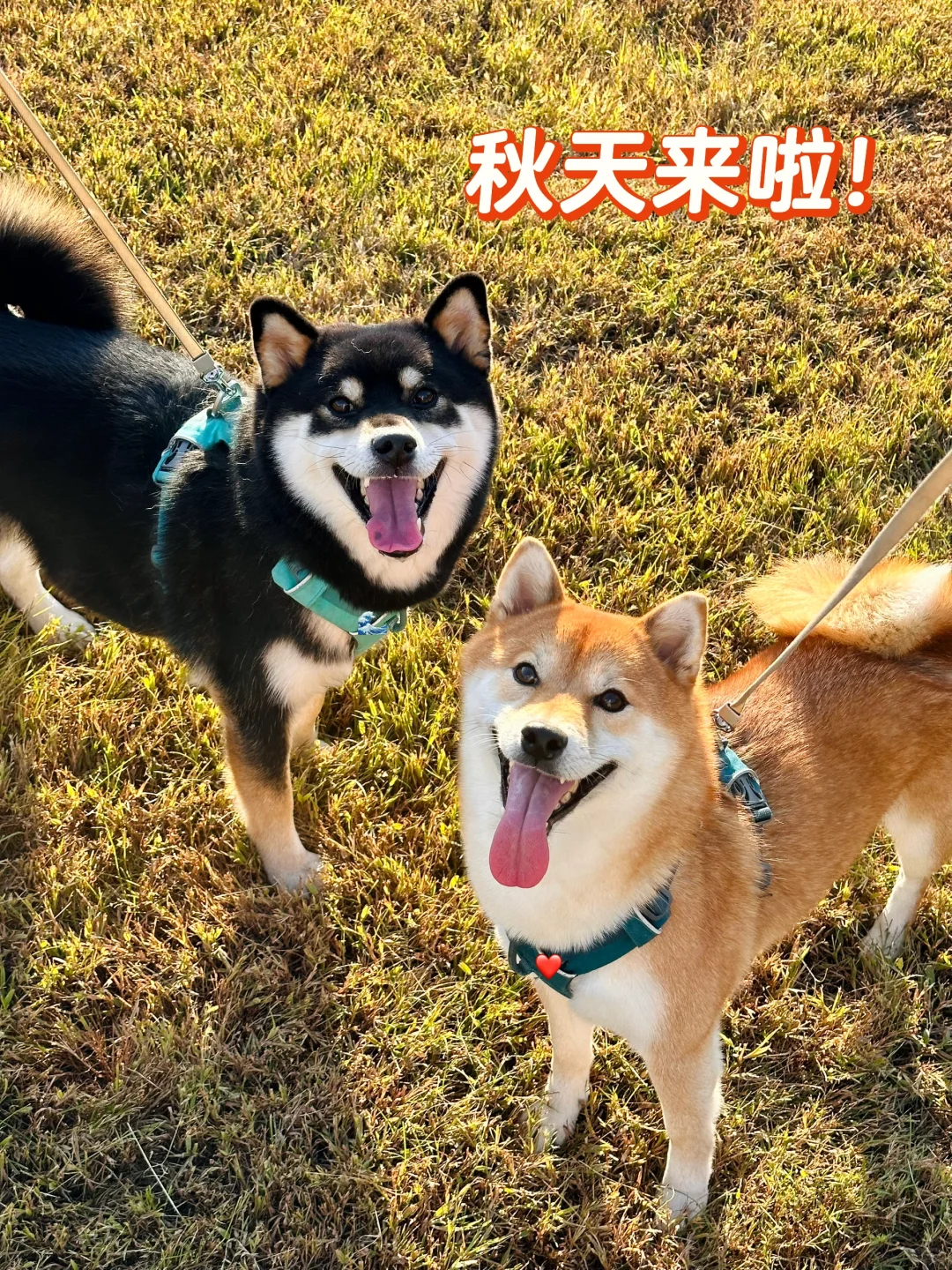 两只快乐小狗