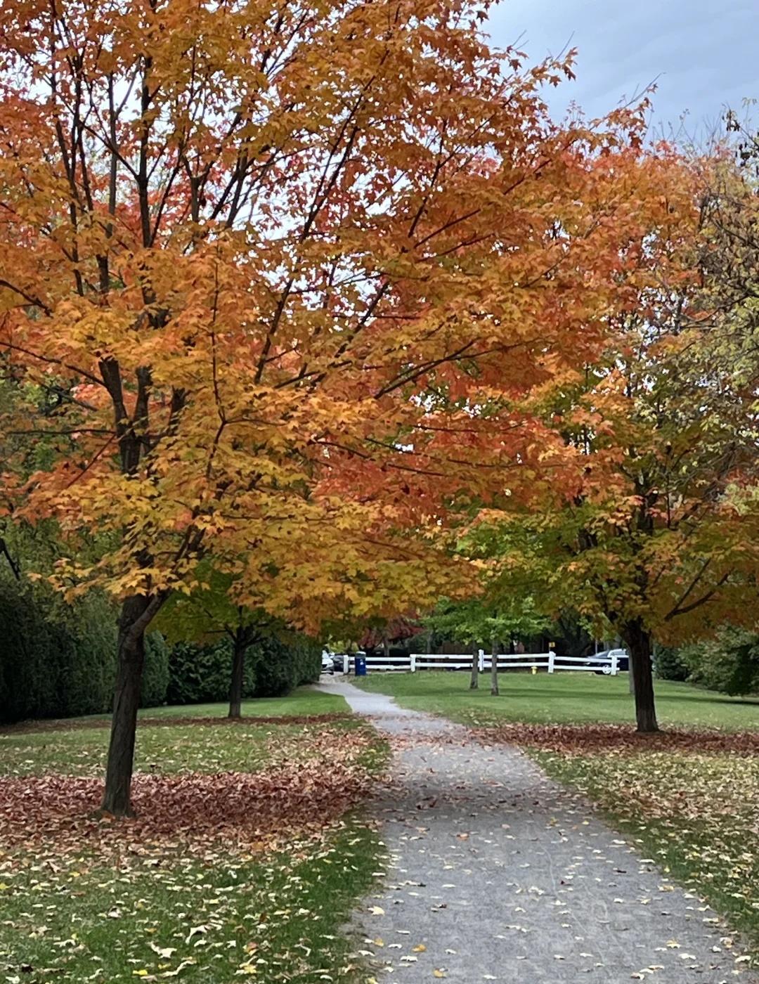 加拿大或将再次大选？卡尼预算案成关键
记录我的城市 加拿大生活 加拿大移民 秋天