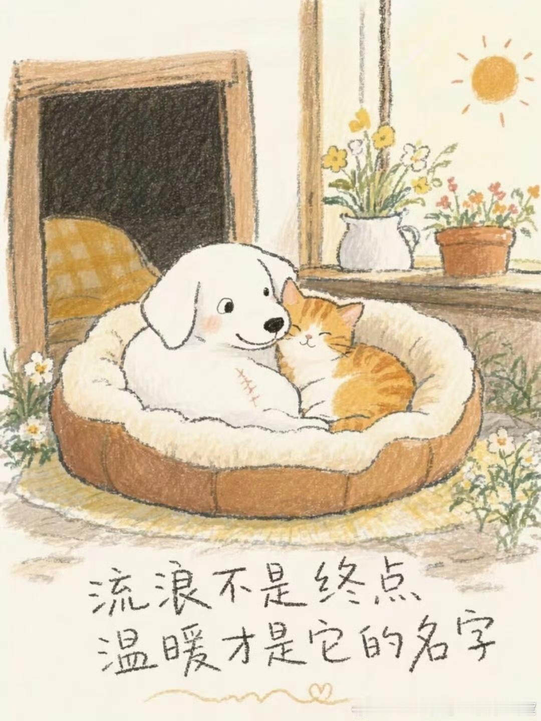 鸿星尔克店内收留流浪猫狗暖心国货太温柔！线下门店为流浪毛孩子留避风港湾，投喂照料