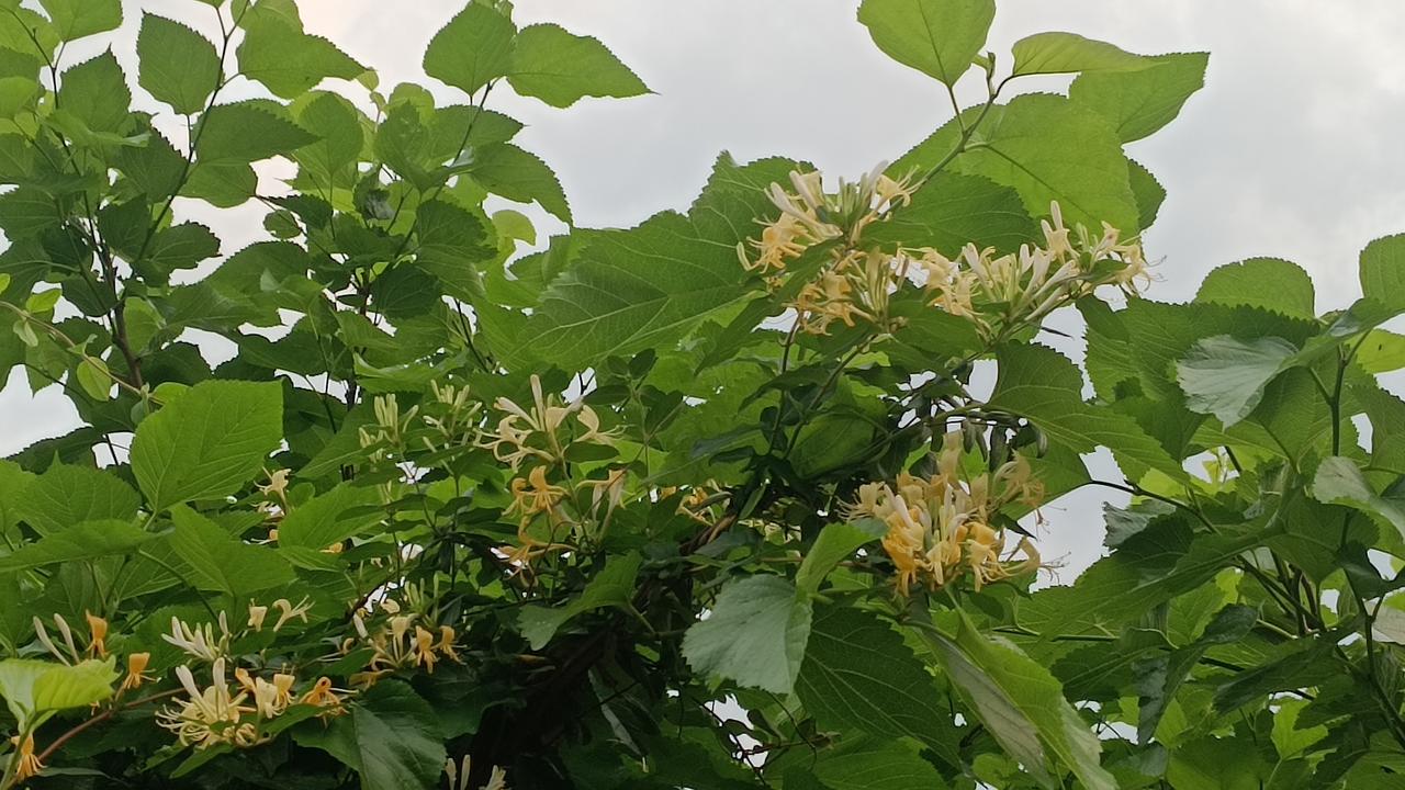 钨砂的价格现在已经掉到92万元每吨，但是对钨行业从业者来说，价格依然是非常好。