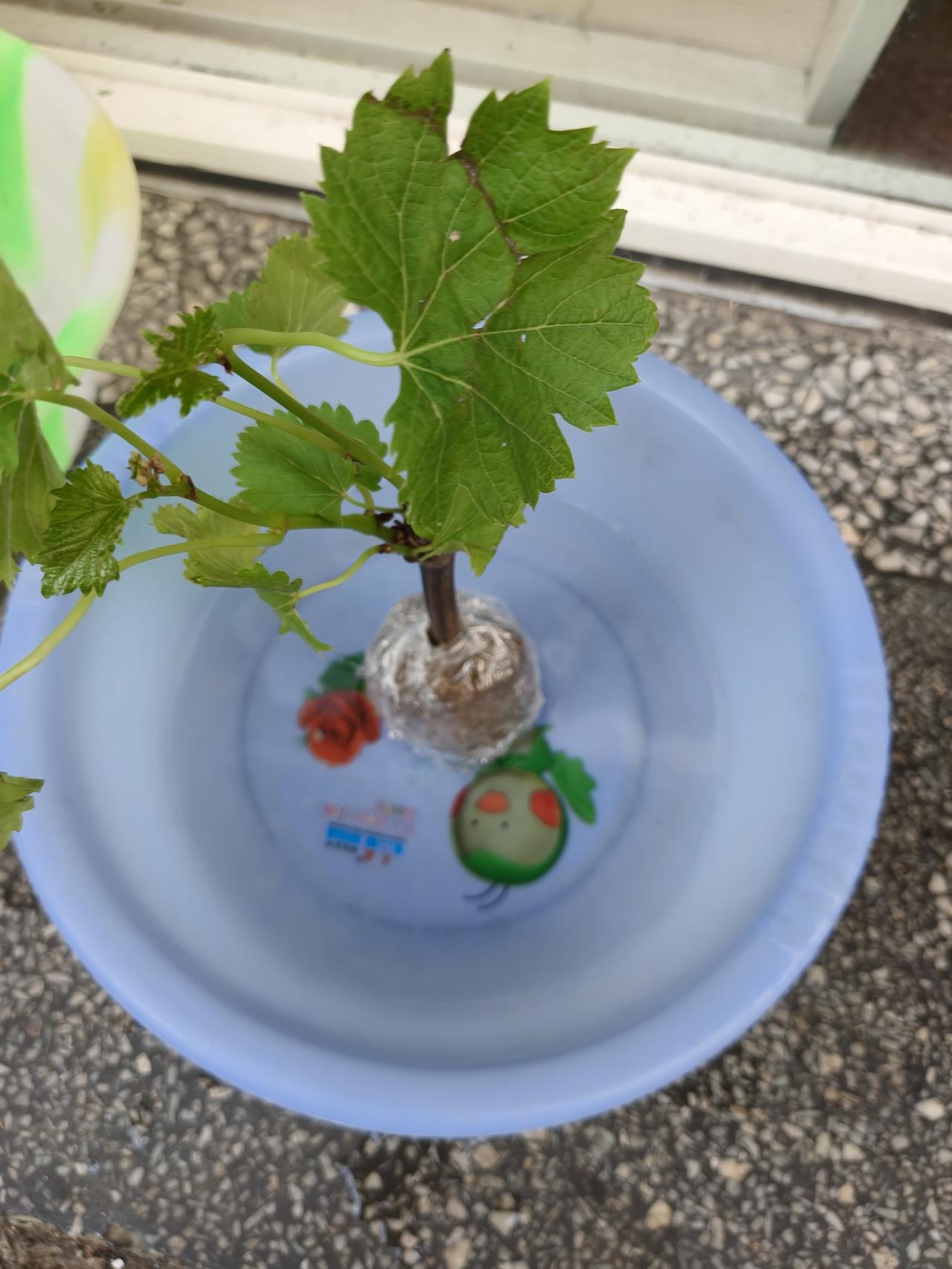 人活一辈子，到头来不过三餐温饱，看透人情也就看淡了
 
我今年五十四岁了，活了大