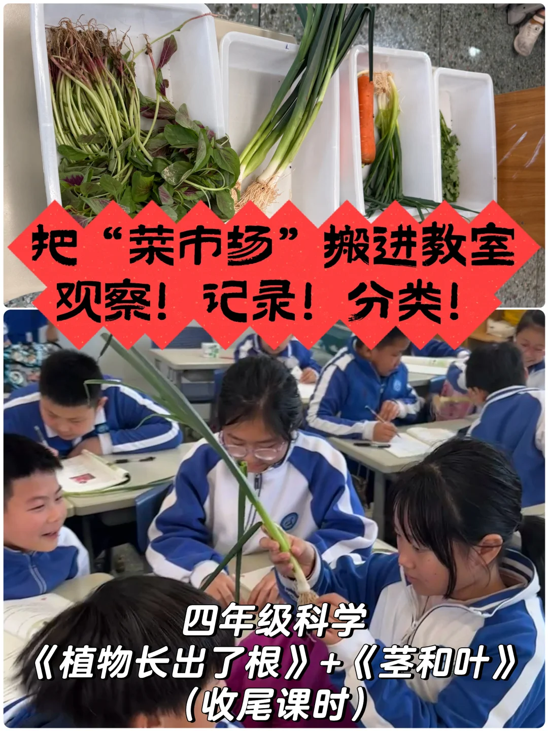 学生发现【根系】分类，我也悟到了植物分类！