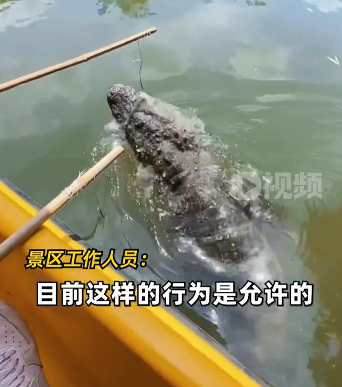 【 ，景区：有这样的活动】 7月10日，江苏南京，有游客在某野生动物园人鳄互动区