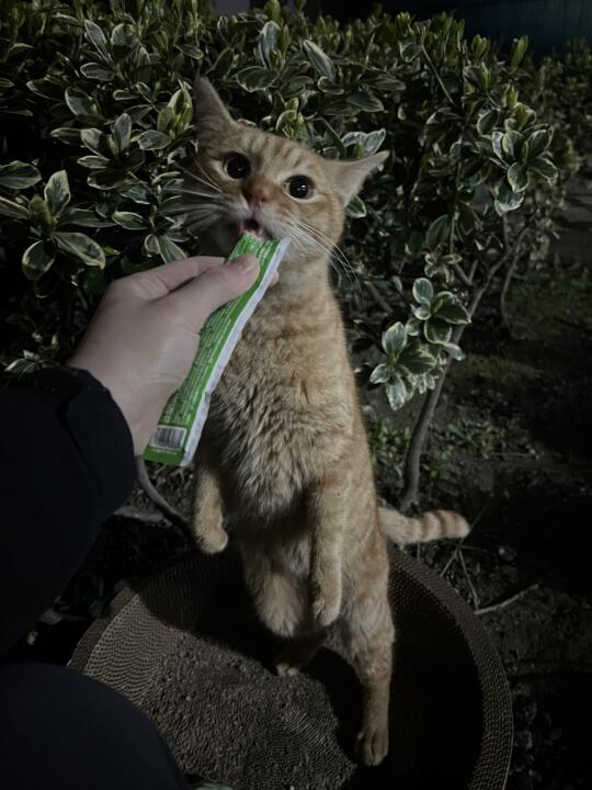 人！就是这个味道！豪吃！
