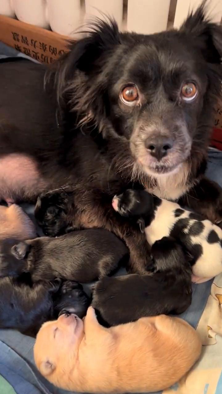 今天说说八斗。
我家的黑猫警长太好奇了，每天都来观察这群狗宝宝们，今天重点说一说
