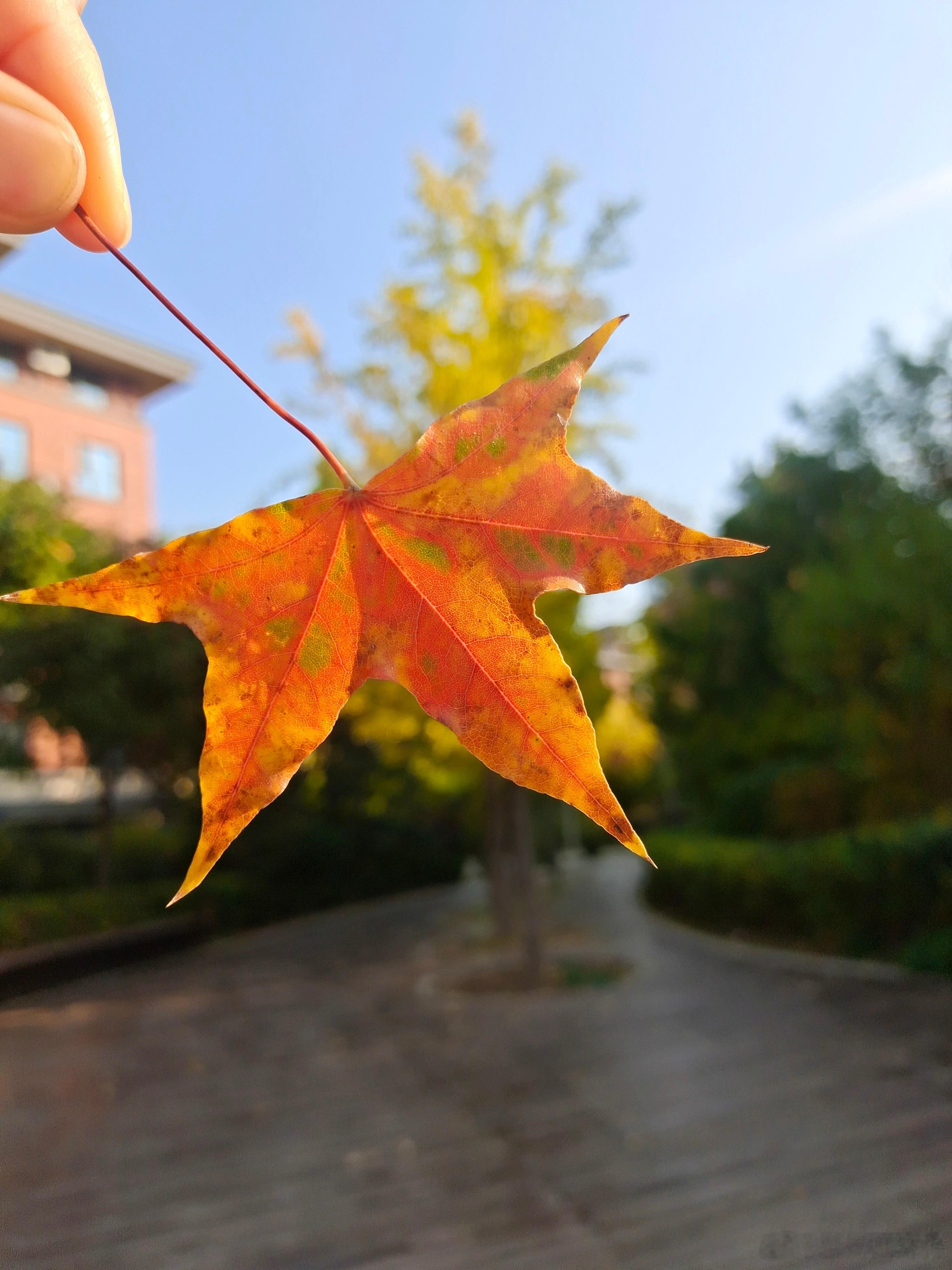 早ﾉ☀今天孩子返校，他说有点紧张，我说在紧张也改变不了什么，不如放松一点;说他也