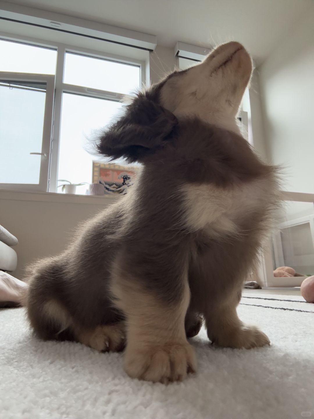 人，你可以躺在本汪宽阔的胸膛哭泣 