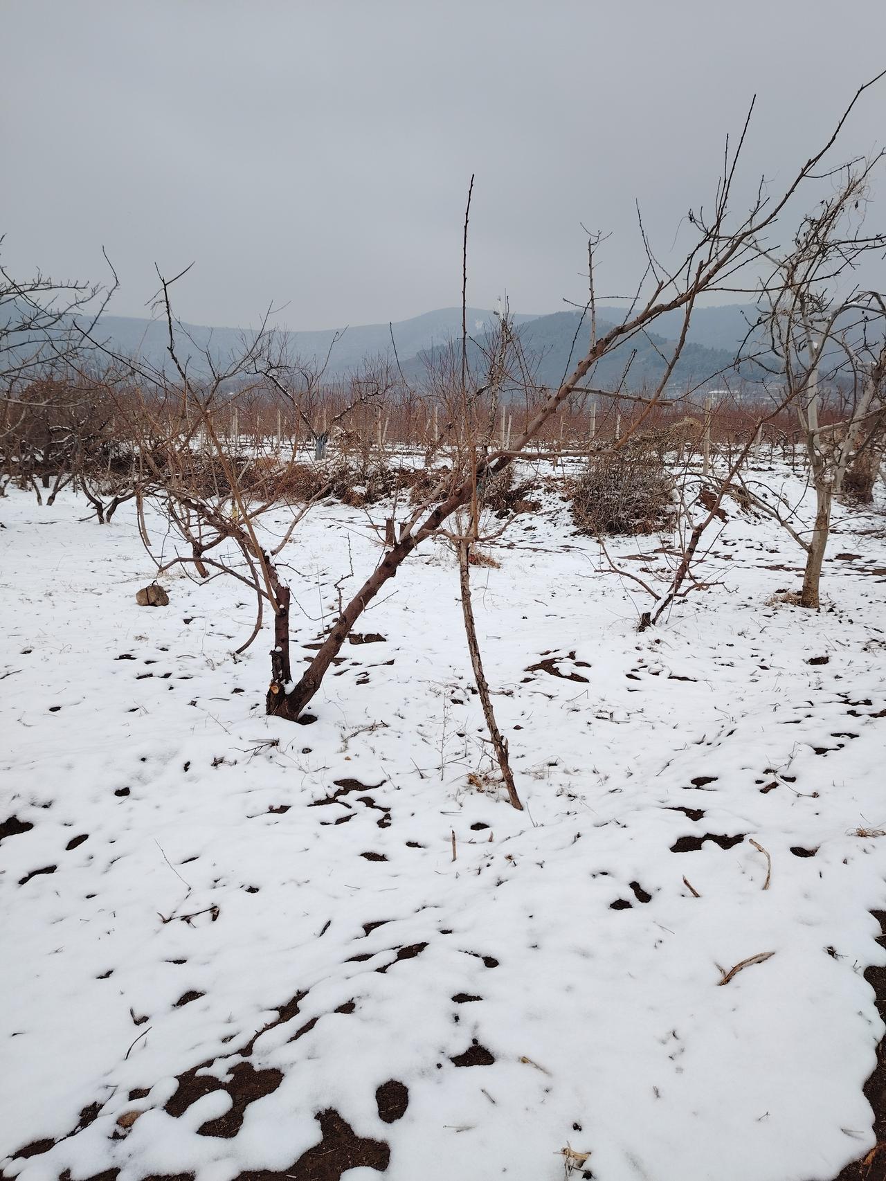 晒图笔记大赛下雪了，记录一下生活，雪景真是美极了！
