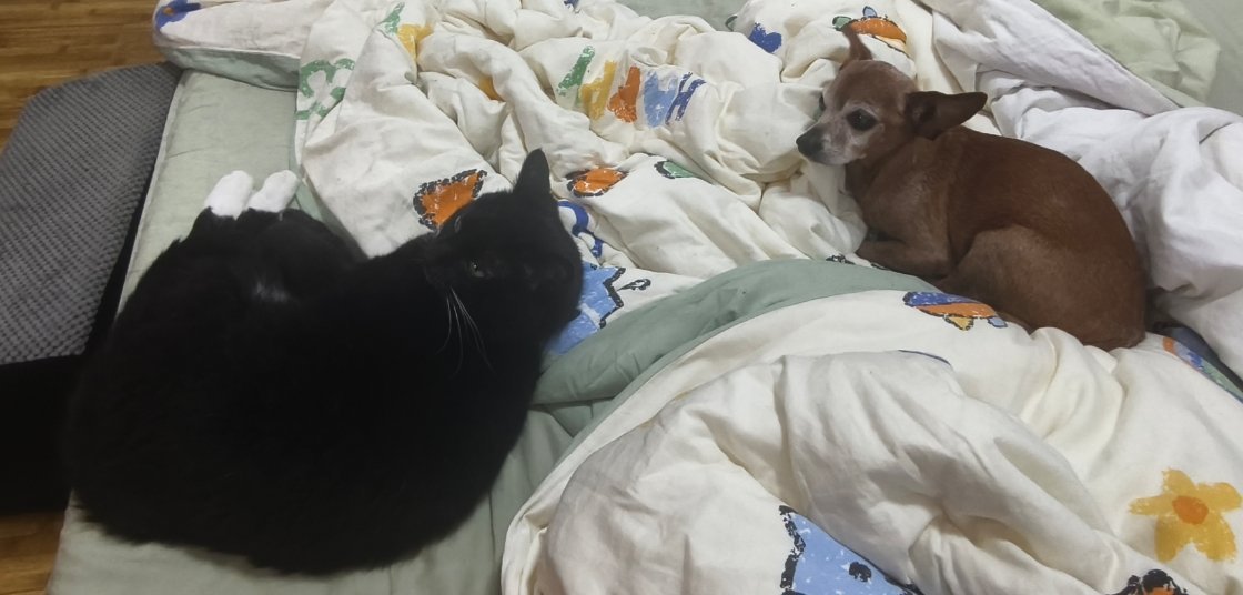 当小猫咪遇到大狗狗是谁在享受猫狗双全 的快乐，是我呀！ ​​​