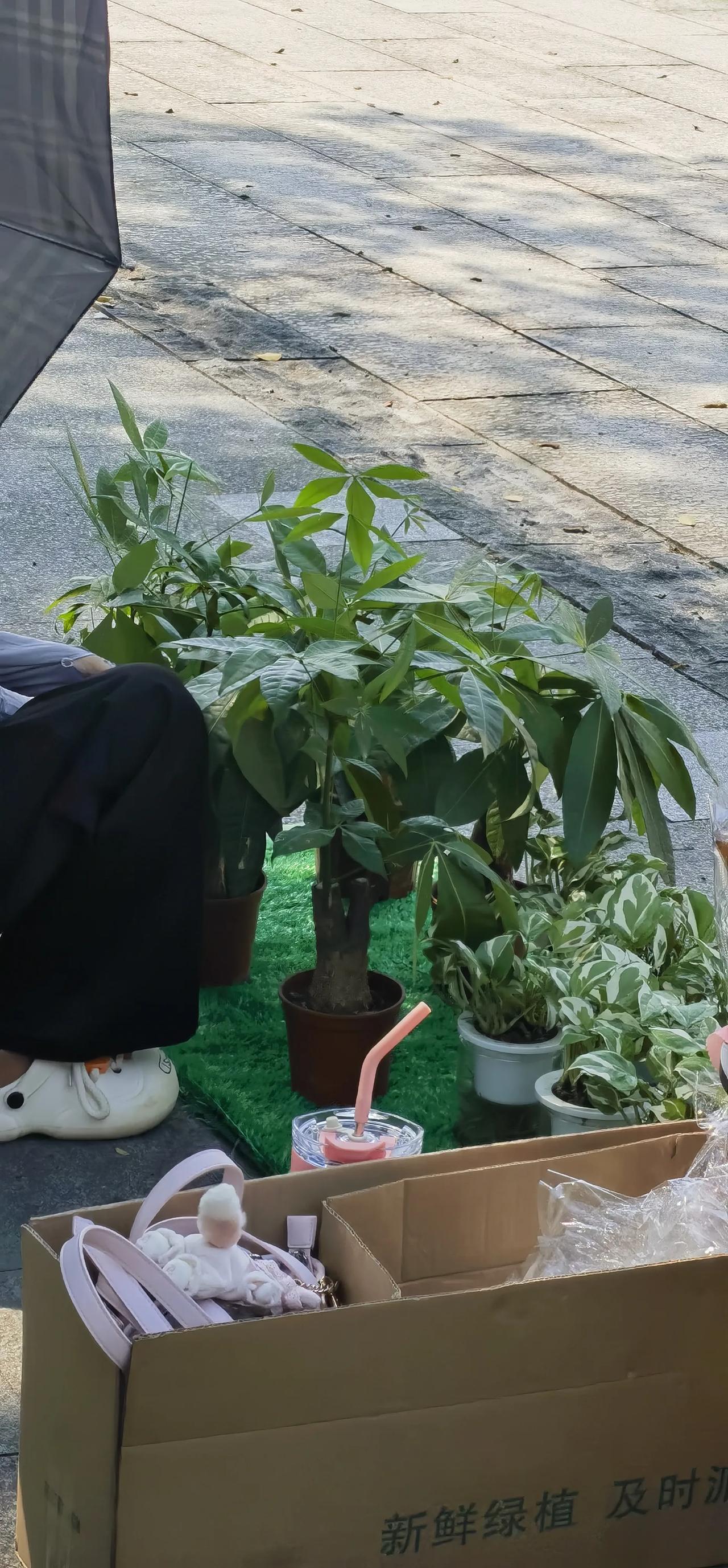 大学生的就业

在广州花都区旅游景点塱头村，看到一个小姑娘在卖发财树

她说她是