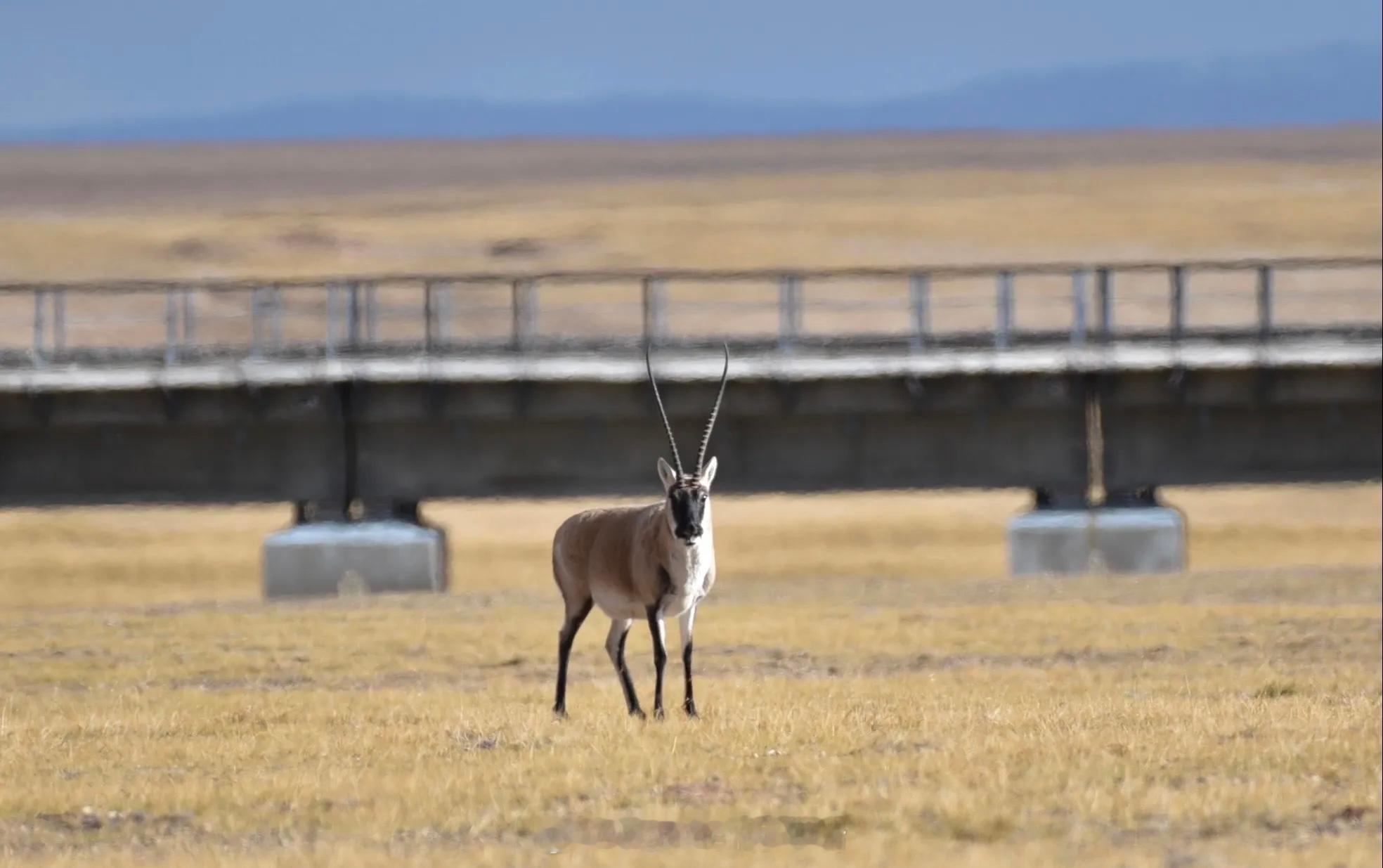 生命树据说生命树的背景是实拍的 真的会把人带到可可西里 玉树市