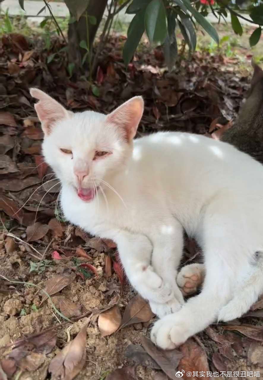 50331【丑猫】震撼级的大丑猫 