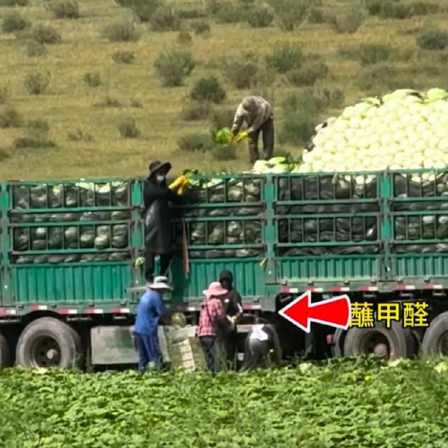 我能想到白菜长途运输容易腐烂，
也能想到商贩想让白菜卖相更好，
但我万万没想到，