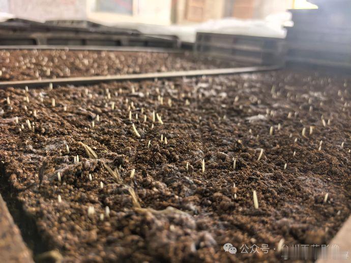 台州新农人把地种出科技范 手指点一点，秧盘自己跑！天台种粮大户范永武用上水稻育秧