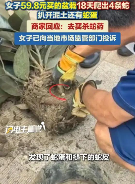 59.8元的盆栽送“买一送四”大礼包？这波开盲盒，吓得我连夜退网！

家人们，谁