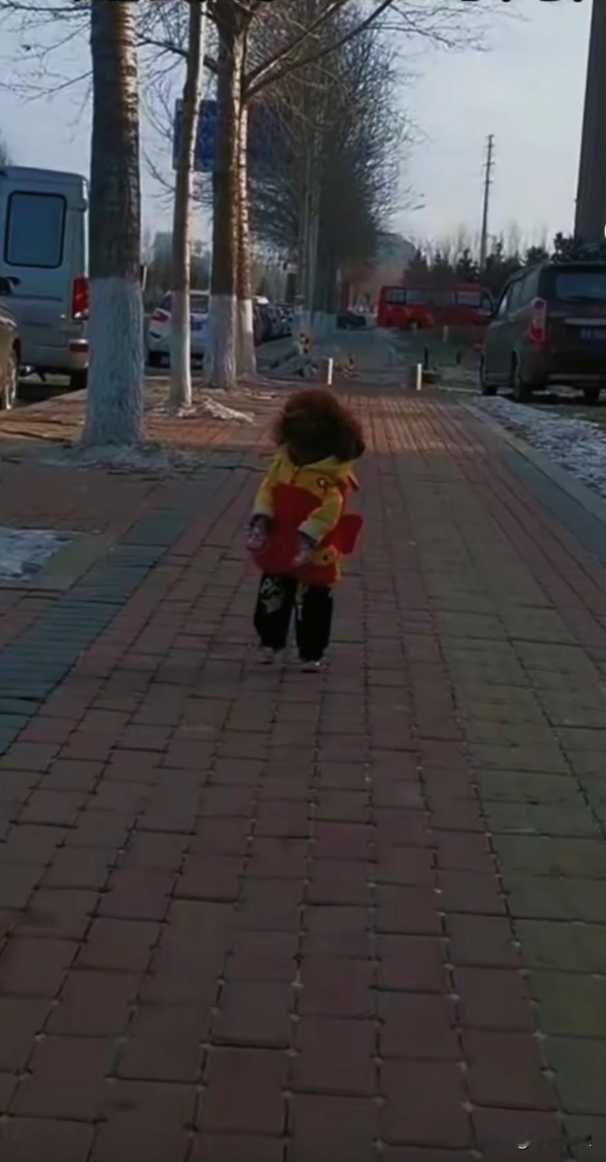 大阳下山了，走丢的豆豆泰迪，惊慌失措，心急如焚，在马路上东张西望在找妈妈。豆豆泰