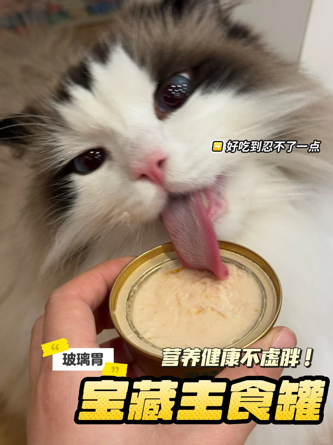 标题：玻璃胃小猫该如何选罐头呢？