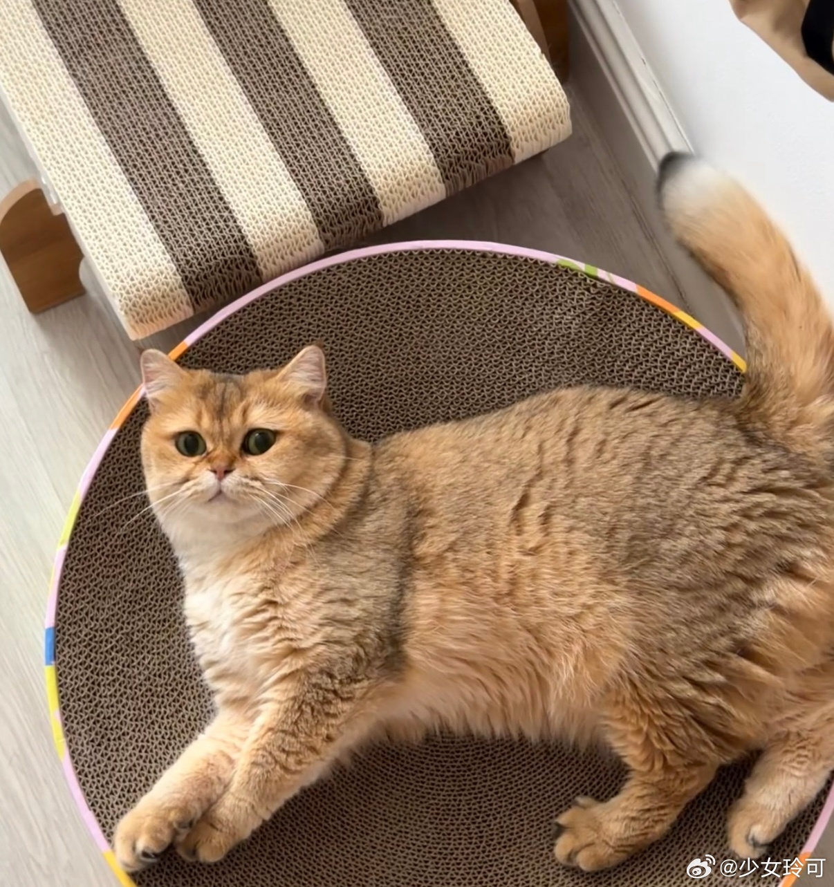为了出门疯狂撒娇的小猫咪每次都渴望跟随主人一同出去。 ​​​