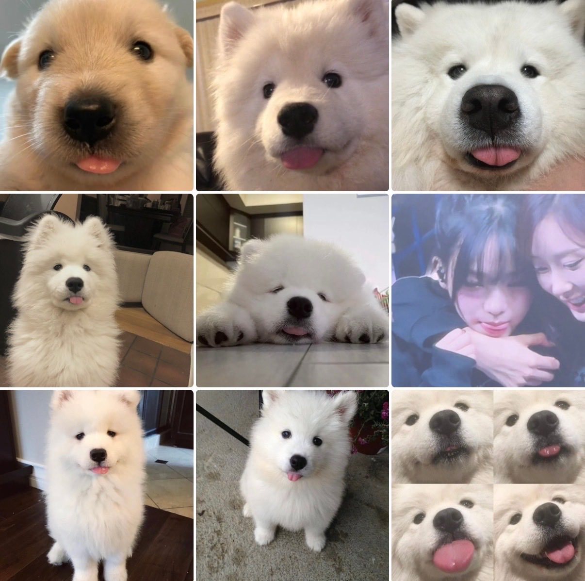 狗儿狗儿 我家萨摩耶宝贝怎么那么可爱🐶 